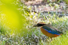 Pitta moluccensis