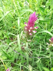 Melampyrum arvense
