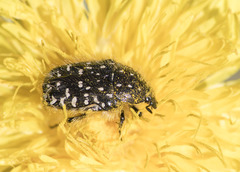 Oxythyrea funesta