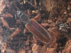 Dendrophagus crenatus