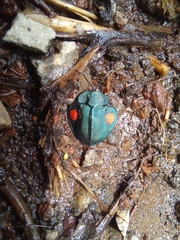 Stolas costaricensis