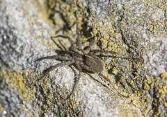 Pardosa