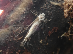 Phyllonorycter issikii
