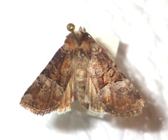 Mesoligia literosa