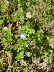 Veronica persica