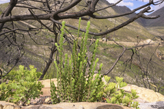 Cliffortia pulchella