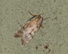 Halysidota ruscheweyhi