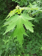 Acer saccharinum