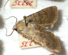 Euxoa decora