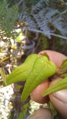 Dioscorea mundii