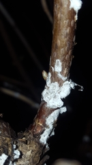 Pulvinaria hydrangeae