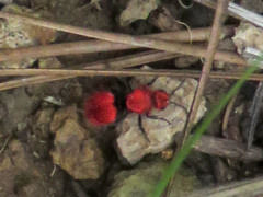 Dasymutilla erythrina