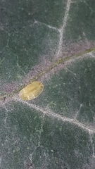 Lichtensia viburni