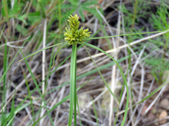 Cyperus fendlerianus