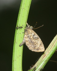 Logania marmorata