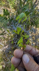 Dioscorea mundii