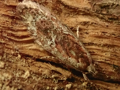 Agonopterix hypericella