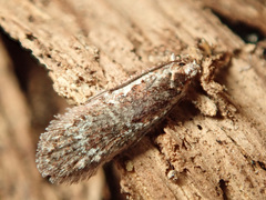 Agonopterix hypericella