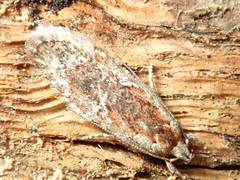 Agonopterix hypericella