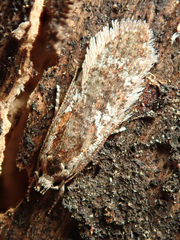 Agonopterix hypericella