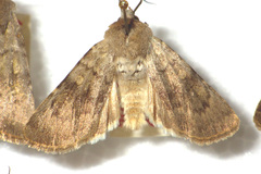Euxoa decora