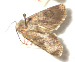 Euxoa decora