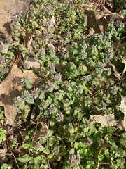 Lamium purpureum