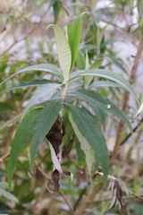 Buddleja globosa