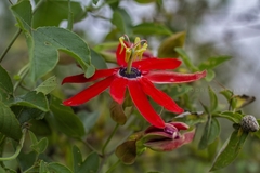 Passiflora manicata