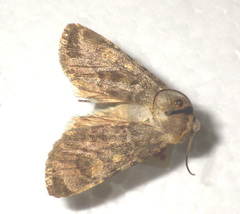 Euxoa decora