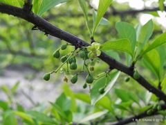 Achatocarpus praecox