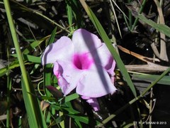 Rhabdadenia madida