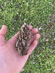 Tracheophyta