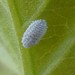 Bougainvillea Mealybug - Photo (c) Tim Quinn, some rights reserved (CC BY-NC), uploaded by Tim Quinn