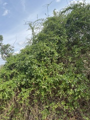 Magnoliopsida