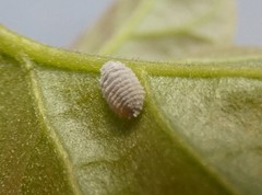 Phenacoccus peruvianus