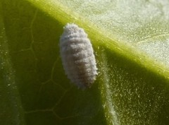 Phenacoccus peruvianus