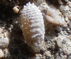 Phenacoccus peruvianus