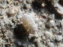 Phenacoccus peruvianus