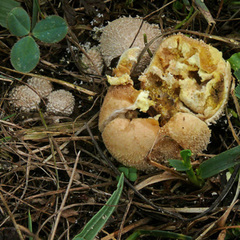 Lycoperdon radicatum