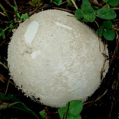 Lycoperdon radicatum