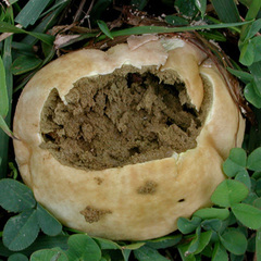 Lycoperdon radicatum