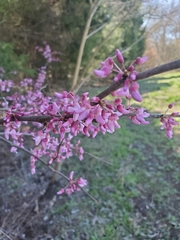Cercis canadensis