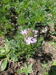 Glandularia bipinnatifida
