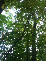 Acer