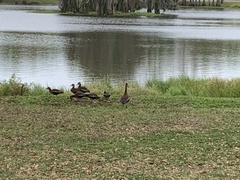 Dendrocygna autumnalis image