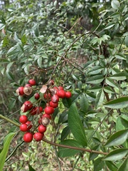 Nandina domestica