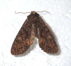 Mniotype adusta