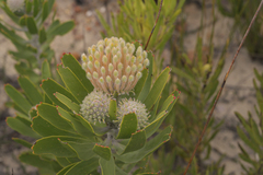 Leucospermum erubescens