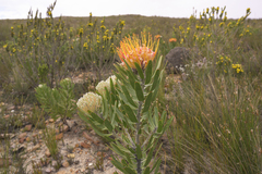 Leucospermum erubescens